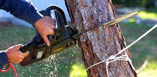 Reliable Liberty Hill, TX Tree Care Solutions