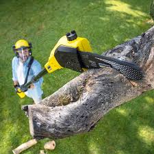 Best Arborist Consultation Services  in Liberty Hill, TX