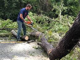 Best Tree Removal  in Liberty Hill, TX