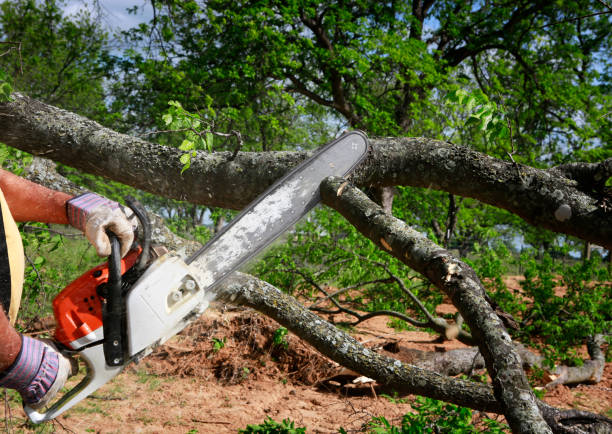 Best Hazardous Tree Removal  in Liberty Hill, TX